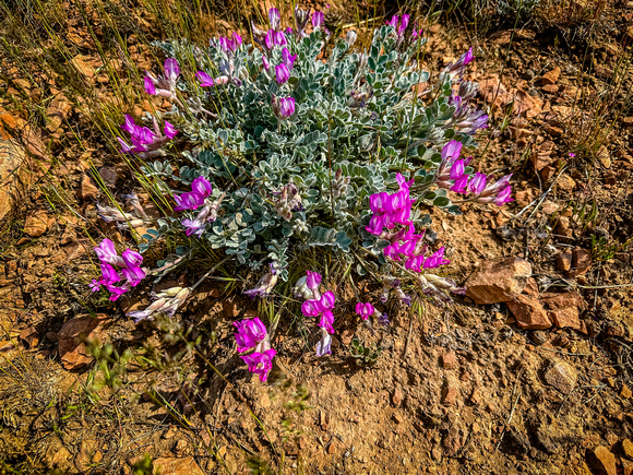 Milkvetch, Utah, Astragalus utahensis 5/20/23
