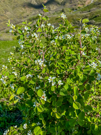 Utah Serviceberry, Amelanchier utahensis 5/11/23