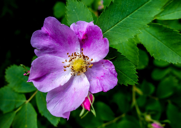 Wild rose in Millcreek Canyon 7-13-13