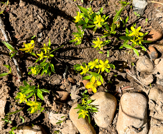 Sagebrush buttercup, Ranunculus  glaberrimus 6/10/23