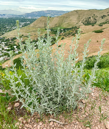 White Sagebrush, Artemisia ludoviviciana 6/13/23