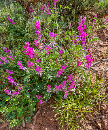 Utah sweetvetch, Hedysarum boreale 5/31/23