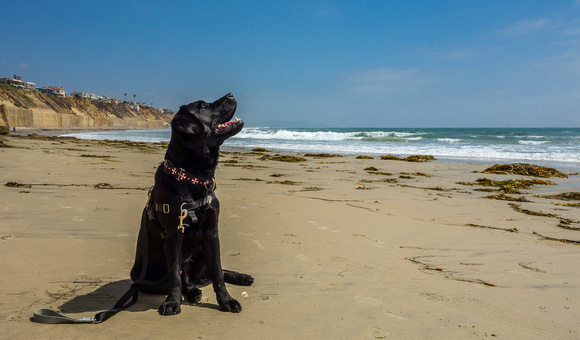 Otis on Solano Beach May 2013