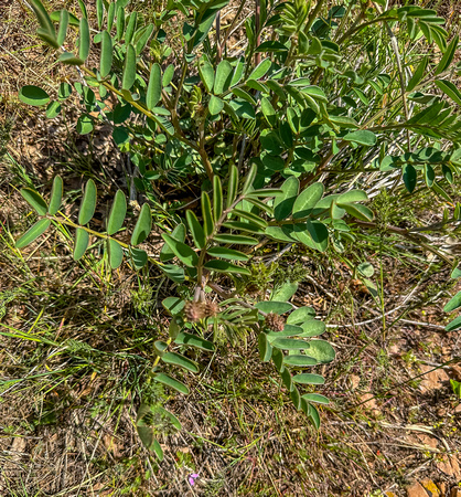 Utah Sweetvetch, Hedysarum boreale 5/11/23