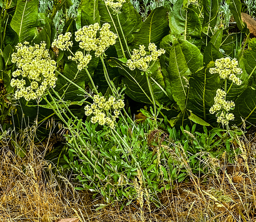 Parnsnipflower buckwheat, Eriogonum heracleoides  6/20./23