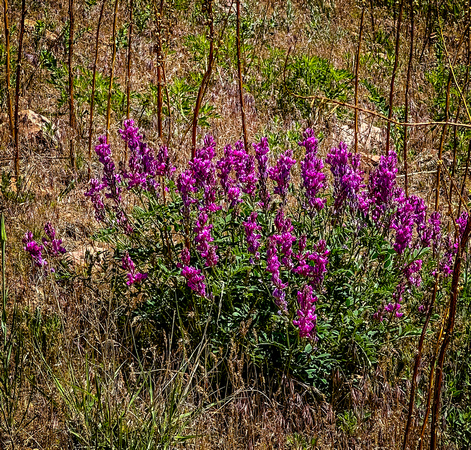 Utah Sweetvetch, Hedysarum boreale 6/4/23