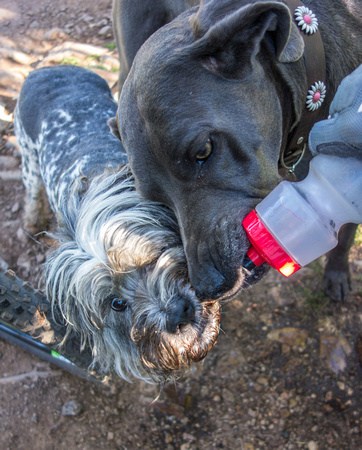 Thirsty dogs, Otter and Kiwi 2015