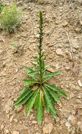 Aaron's Rod (Common Mullein) Verbascum virgatum 6/13.23
