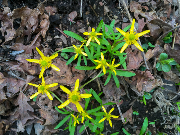 Utah Buttercup, Ranunculus jovis, 4-22-16