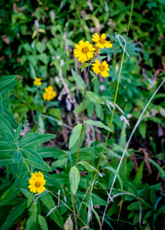 Showy Goldeneye, Heliomeris multiflora 8-9-16
