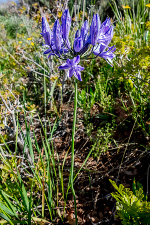 Indian Hyacinth, Camassia Esculante, Tritelela Grandiflora, Brodiaea Douglasii 6-4-16
