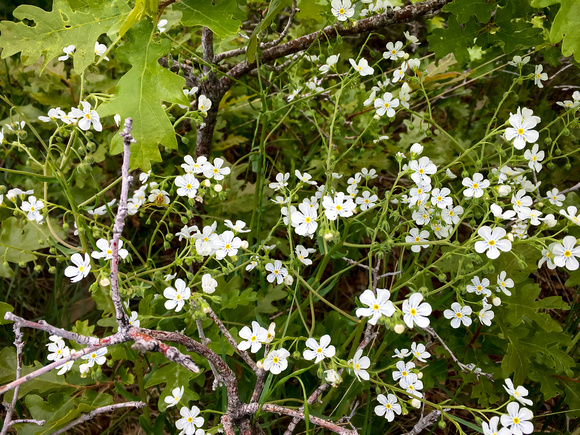 Pale Stickseed, Hackelia patens 5-27-16