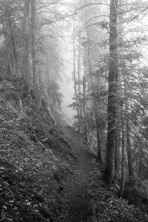 Terrace trail, Millcreek Canyon 5-15-16