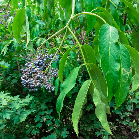 Black Elderberry, Sambucus nigra 8-16-16
