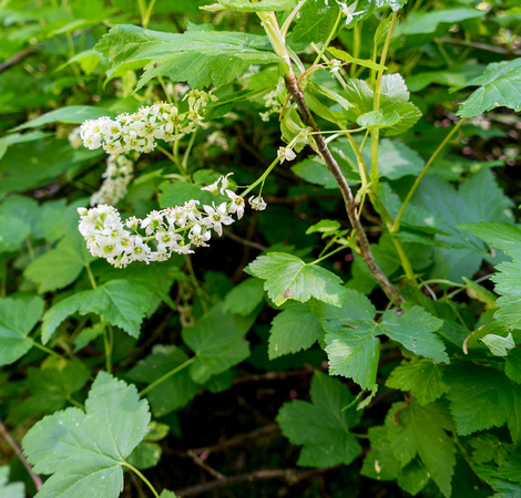 Northern Black Currant, Ribes hudsonianum 6-17-16