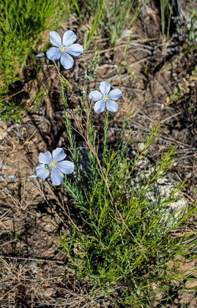 Prairie Flax, Linum lewisii 5-29-16