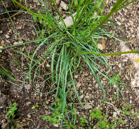 Mountain dandelion, Agosens glauca 5-24-16