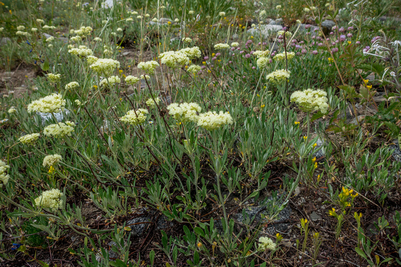 Wyeth Buckwheat, Eriogonum heracleoides 7-22-16