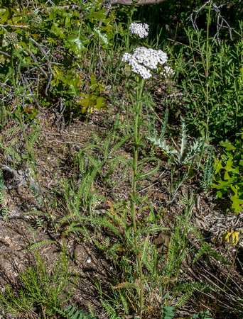 Common Yarrow, Achillea millefolium 5-29-16