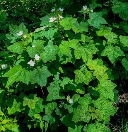 Thimbleberry, Rubus parviflorus 6-16-16