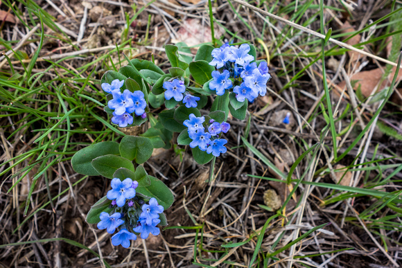 Wasatch Bluebell, Mertensia brevistyla, 5-5-16