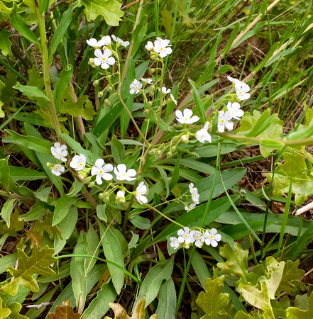 Pale Stickseed, Hackelia patens 5-26-16