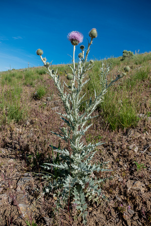 Utah Thistle, Cirsium neomexicanum 5-29-16
