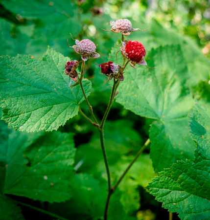 Thimbleberry, Rubus parviflorus 8-9-16