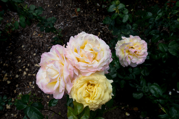 Portland Rose Garden 7-19-16