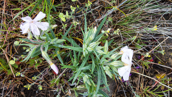 Phlox longifolia 4-27-16