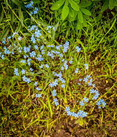 Many-flowered Stickseed, Hackelia floribunda 7/7/23