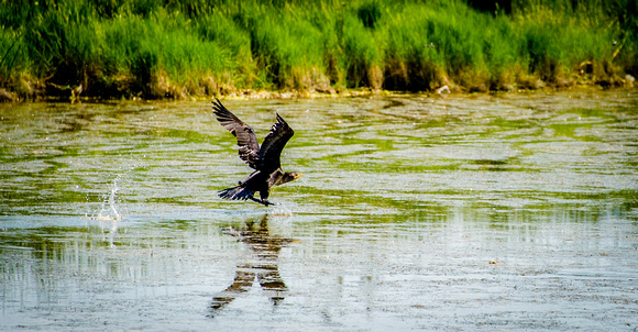 Double-crested Cormorant 6-28-16