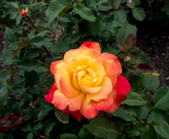 Portland Rose Garden 7-19-16