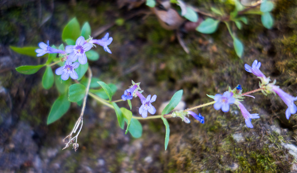 Blue Violet, Viola adunca 6-24-16