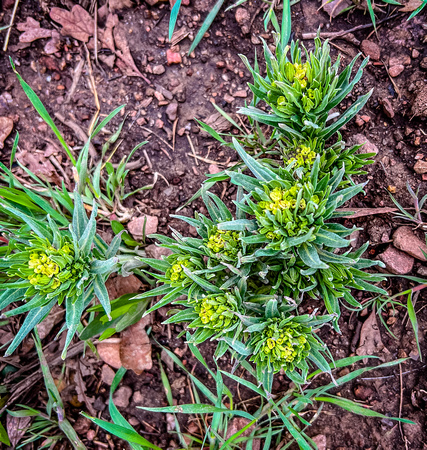 Western Stoneseed, Lithospermum ruderale 4/26/22