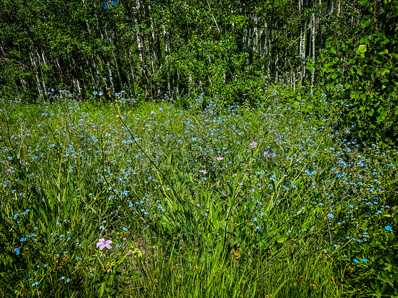 Many-flowered stickseed 7/12/23