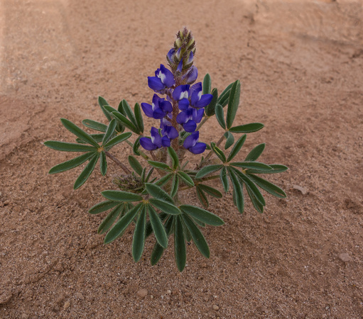 Desert Lupine May 2014