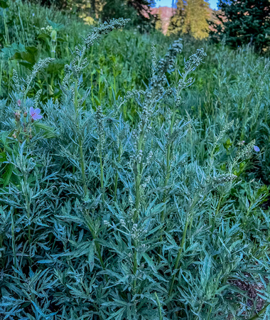 White sagebrush, Artemisia ludoviciana 7/16/22