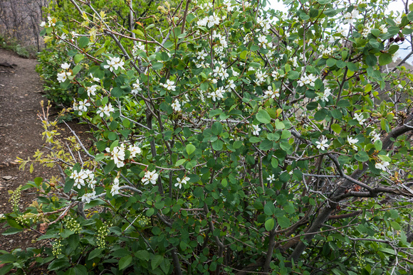 Utah Serviceberry, Amilanchier, utahensis 4-24-16