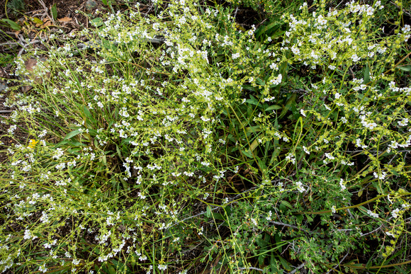 Stickseed, Hackelia patens 6-12-16