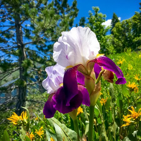 Bearded iris cultivar 5-4-16