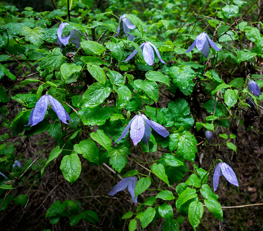 Rocky Mountain Clematis, Ranunculaceae 5-15-16