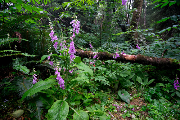 Foxglove, Digitalis purpurea, Oregon 7-18-16