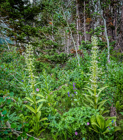 Momument Plant, Green Gentian, Frasera speciosa 7/7/23