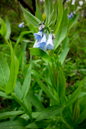 Tall Mountain Bluebell, Mertensia ciliata 5-17-16