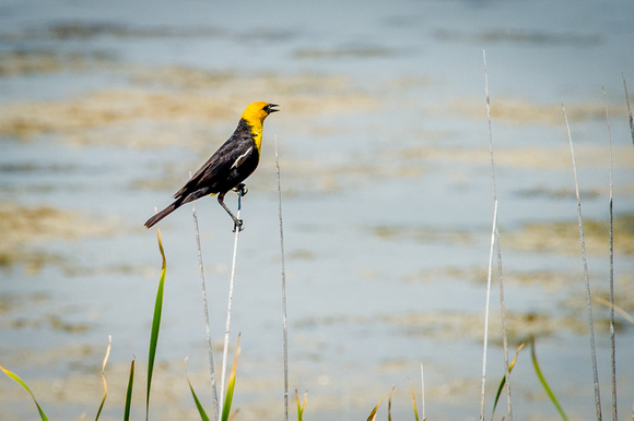 Yellow -headed Blackbird 6-28-16