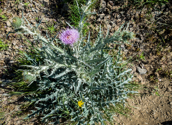 Utah Thistle, Cirsium neomexicanum, 5-29-16