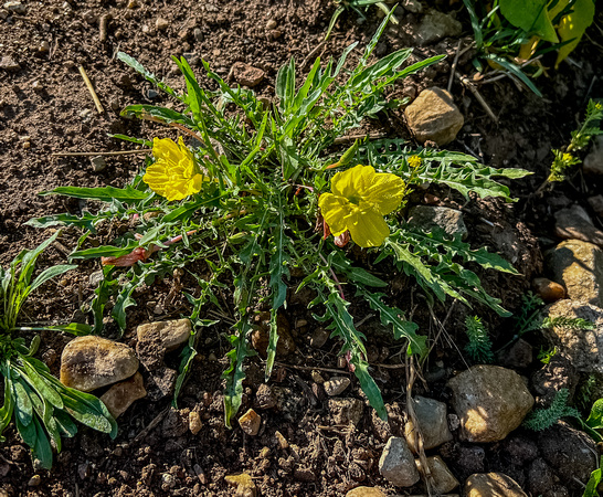 Fewflower(Stemless) Evening Primrose 7/16/22
