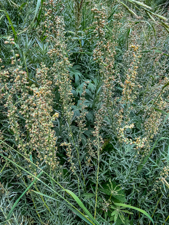 White Sagebrush (also known as Western mugwort), Artemisia ludoviciana 8/4/22
