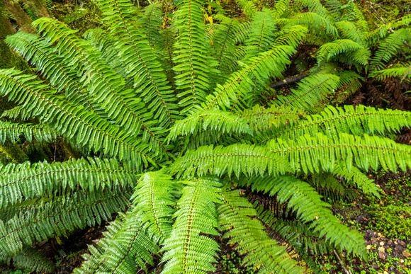 Massive ferns in the rain forests